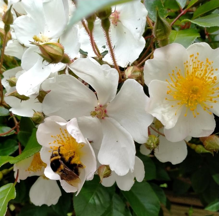 Amberly House Rotorua Bed and Breakfast Εξωτερικό φωτογραφία
