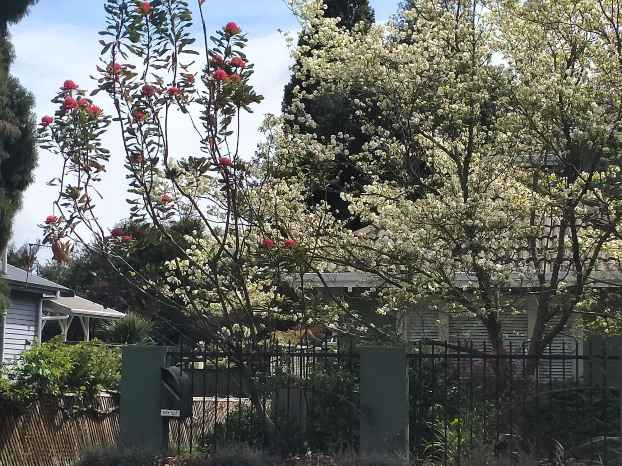 Amberly House Rotorua Bed and Breakfast Εξωτερικό φωτογραφία